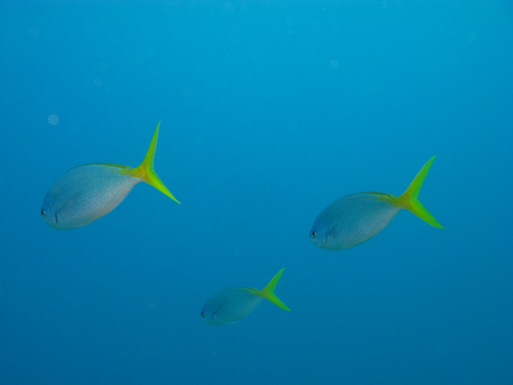 image from A little more Reef and other News