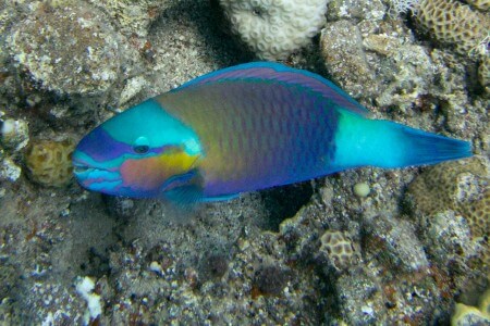 image from A Reef and a Wreck