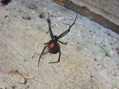 image from Adelaide Take 2