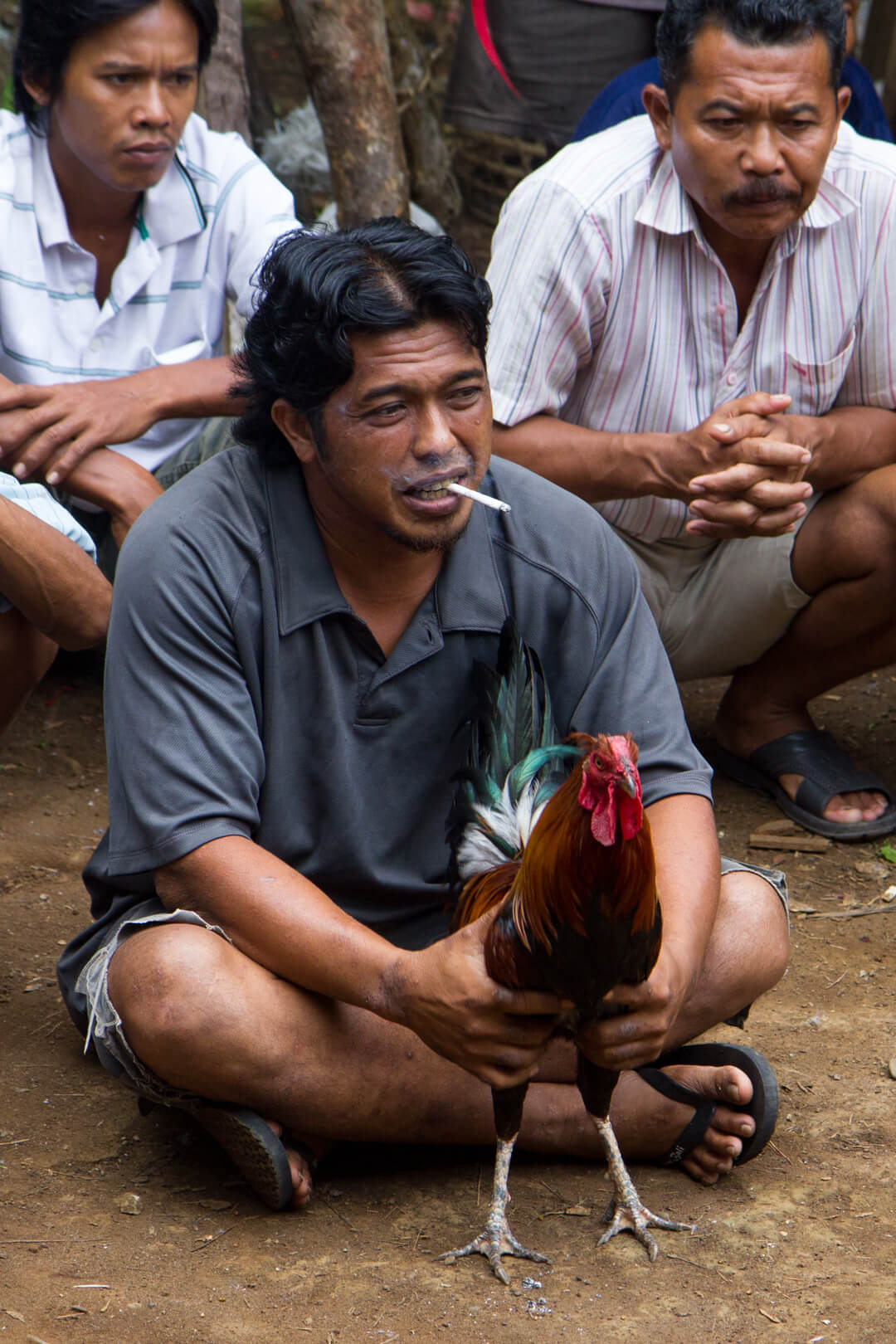 image from Cockfight