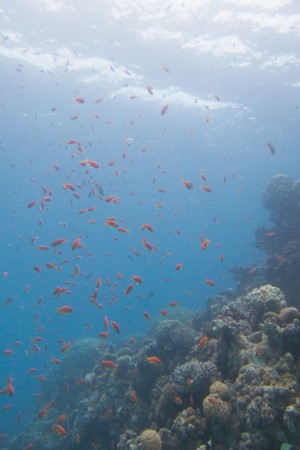 image from Eilat Diving Pictures