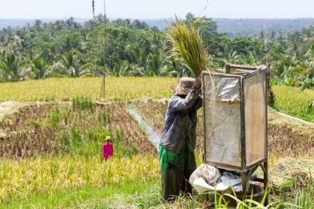 image from Famous Rice Terraces