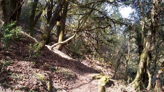 image from Khopra Ridge Trek Day 4