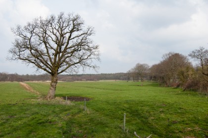 image from North German Plain