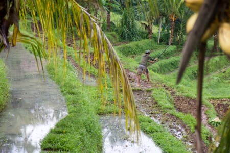 image from Out of Ubud - happily so
