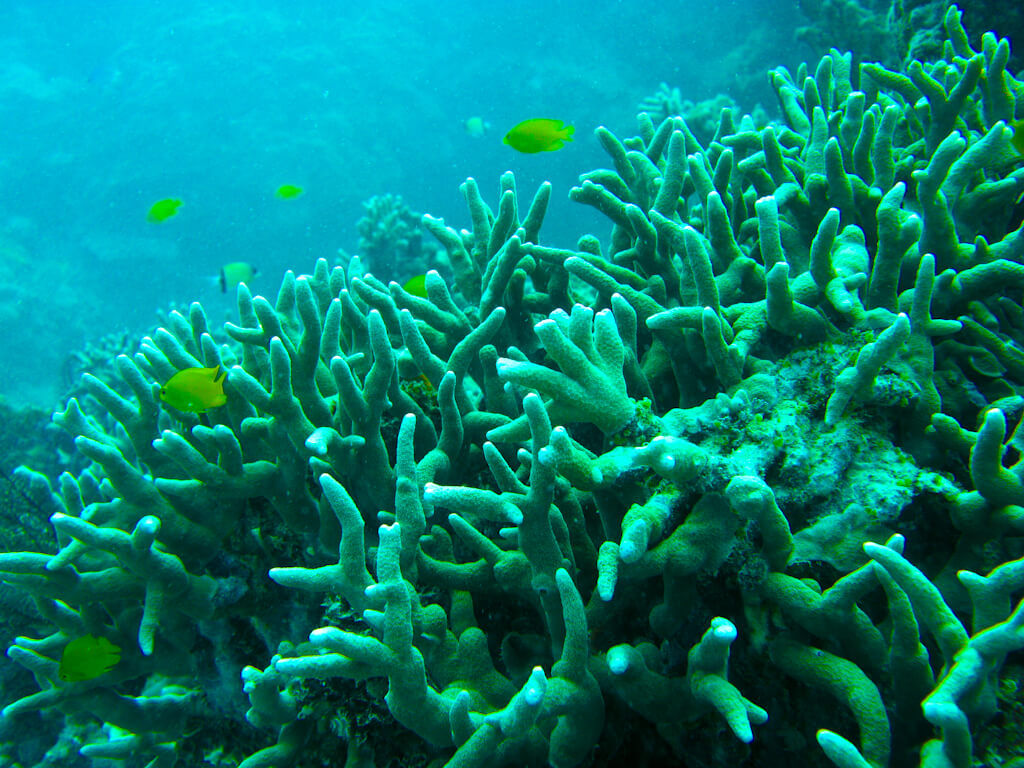 image from Reef Time!