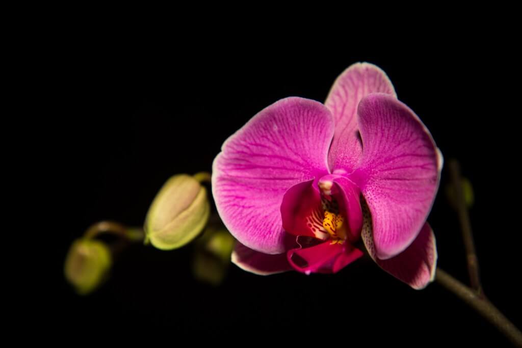 image from Spring Time