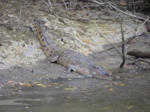 Crocodile at the Daintree river