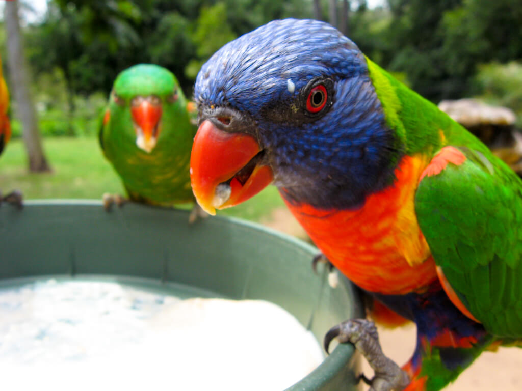 Lone Pine Koala Sanctuary