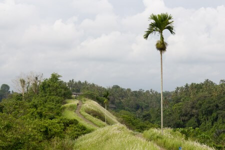 Campuhan Ridge Walk